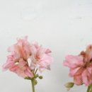 제라늄[시크릿러브,외목대 꽃변이종] 이미지