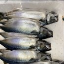 천중농장 | (총각네 과일) 8월 5일 오늘 준비한 과일입니다