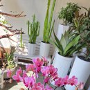 ABL 부산타워 이미지