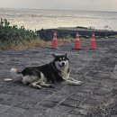 마라도써니힐 이미지