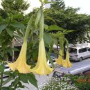 수국과안개꽃 카카오 검색결과