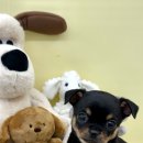 멍멍앤쿡 이미지