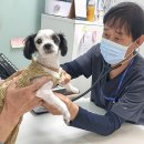 성남 시립동물병원 이미지