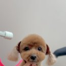 뚜뚜멍멍 이미지
