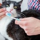 그린덴탈 이미지