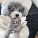 반듯한 멍이 이미지