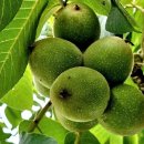 추자식품 이미지