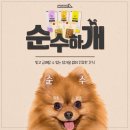 순수하개 | [강아지 동결건조 수제간식 추천] 순수하게 다른 첨가물 없이 만들어진 건강한 간식!