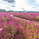 양주 나리농원 - 천일홍, 핑크뮬리, 댑싸리, 구절초, 백일홍 등 만발 이미지