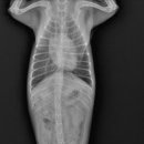 판교 P&P 동물병원 이미지