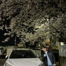 순천 동천 야간 벚꽃길 후기🌸(feat.역전할머니맥주 라볶이)