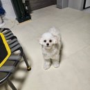 애견미용실 | 시흥 댕실몽실 애견미용실 &amp; 댕봄유치원호텔미용 방문 후기