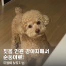 유월이일 | [P&M 반려견 교육센터] 유월이 보호자님의 후기