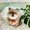 어서왈왈 이미지