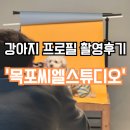 목포씨엘스튜디오 &#39;강아지프로필, 증멍사진&#39; 촬영후기 (가격 포함)