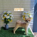 견생 이발소 이미지