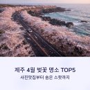 풍경공작소(주) | 제주 4월 벚꽃 명소 TOP5, 사진맛집부터 숨은 스팟까지
