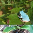 청개구리PC 이미지