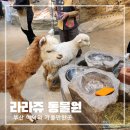 부산 아이와 가볼만한곳 실내 동물 먹이 체험 라라쥬동물원