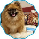 주용축산 | 강아지영양제/이가 작고 약한 낑깡이를 위한 닥터캐닌 유기농 강아지 치주염치석영양제<로가닉덴탈>