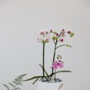 소나무 행정사 사무소 이미지