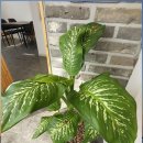 거양길-6 이미지