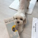 Wiz-Pet 동물병원 | Cym702 Pet 반려동물 소변검사키트 강아지 셀프소변검사 후기