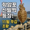 해경 옆 물치항 화장실 | 학암포 방파제 쭈꾸미·갑오징어 조항/11월 중순 신발짝 사이즈 등장한 날