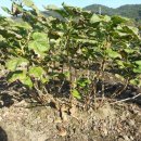 분지농장 이미지