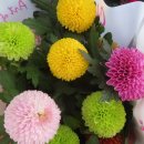 좋은 글 용인 날씨 쌀쌀 무료 이미지 사진 봄에 꽃가게에서 파는 꽃 왜가리 백로 흰뺨검둥오리 이미지