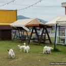 멍글멍글 이미지