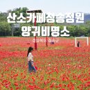 산소카폐 청송정원 (1) | 경북 청송 산소카페 꽃양귀비 축제 주차 입장료 6월 여행지 추천 가볼만한곳