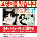 고양이 강아지 전단지제작 사례 (충남 서산시에서 실종된 고양이를 찾는 전단지) 이미지