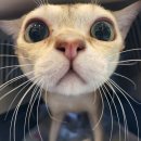 압구정동물의료센터 이미지