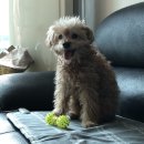 배떡만덕점 | [일상/일기] 나는 애기 응애 21년 3월 (3)