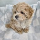 빅토리아펫 강아지고양이 잠실점 이미지