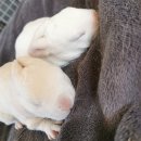애완용 토끼 - 히말라얀 (Himalayan Rabbit) 이미지