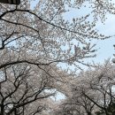 씨유제주제원어반점 | [제주 벚꽃] 반차 내고 떠난 2박 3일 제주 벚꽃 여행 1편! 일정 공유, 내돈내산 후기