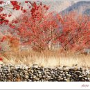 산수유피는마을 이미지