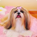다루 이미지