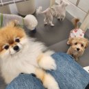 에덴 애견 유치원 호텔 이미지