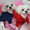 멍퍼피 이미지