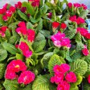 하늘바람꽃농원 이미지