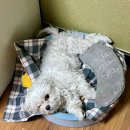12月 上