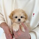 조은애견 이미지