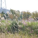 대부바다향기 테마파크 이미지