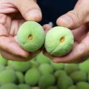 다름 과일 이미지