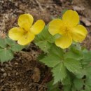 보화다원 이미지