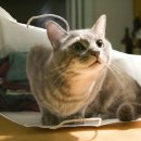 CAT 이미지