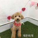 개운하개 이미지